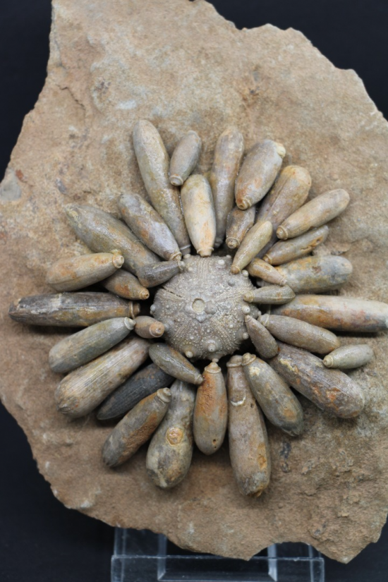 Tylocidaris clavigera 4 0